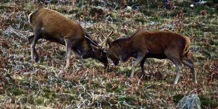 Wild Stags in Rut