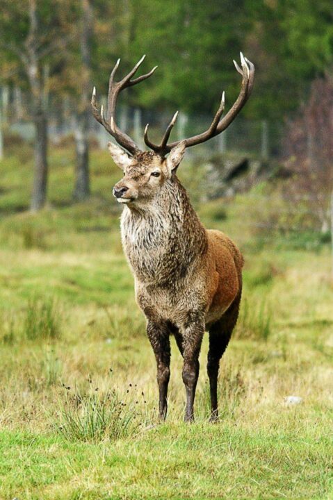 Red Deer